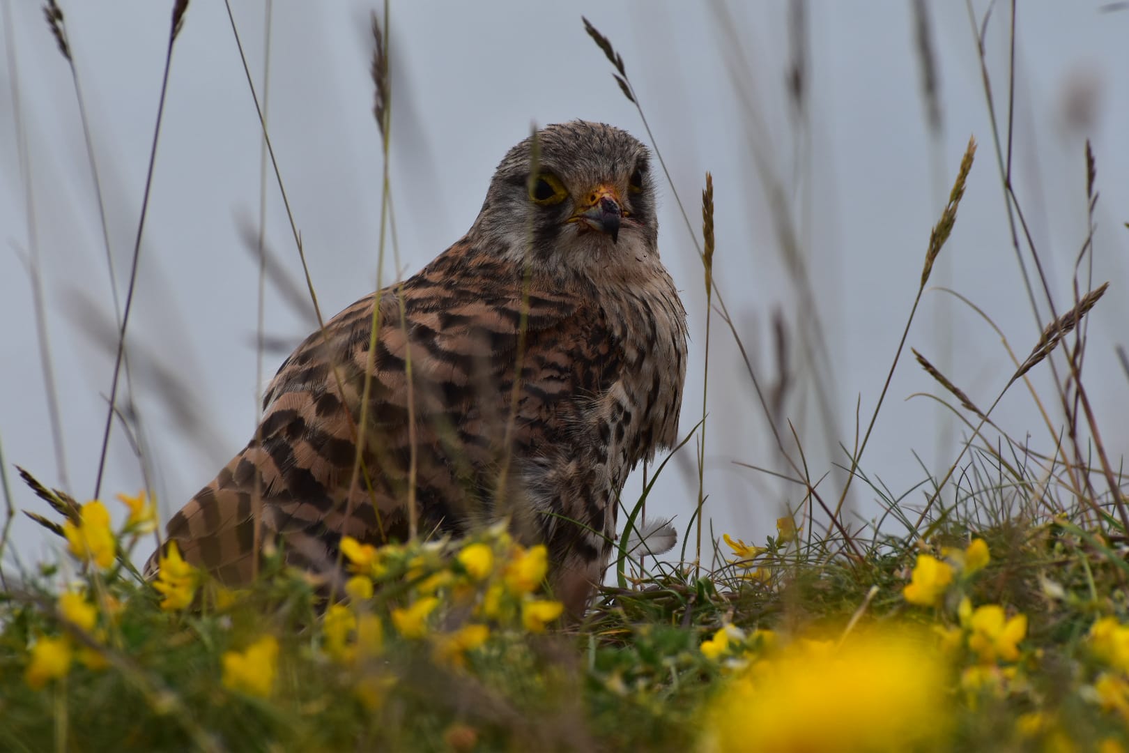 Kestrel (Grey head, grey tail with dark banding, gingery-brown back, and a creamy, speckled underside.) perched on top of the walls of Lindisfarne castle. Surrounded by yellow plants and greenery. Grey sky in the background. We were lucky to see this bird on our weekend visit to the dramatic Northumberland coast with family.